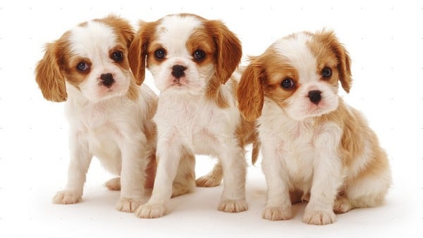 Your family will love having puppies around.