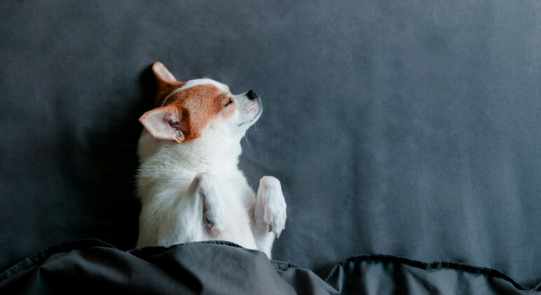 Keep in mind your dog's breed and age when it comes to sleep needs.