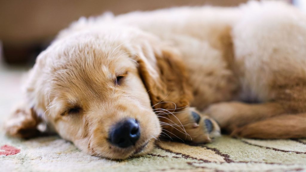 Dogs also need to get the right amount of sleep.