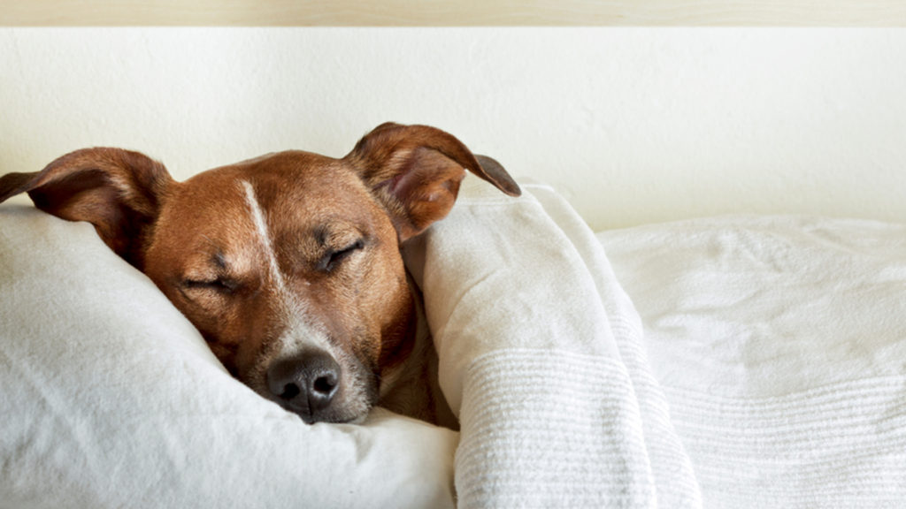 Make sure your dog does not suffer from a sleeping disorder.