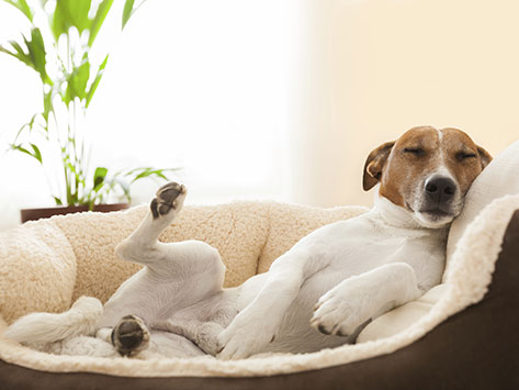 A healthy lifestyle will help your dog sleep better.