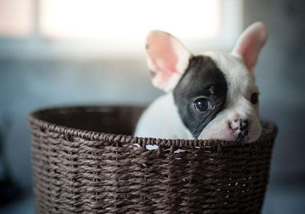 Hide and seek is a fun way to keep puppies entertained.
