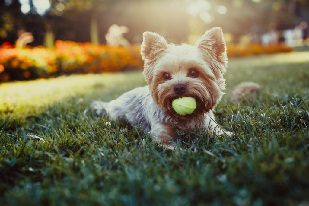 Puppies love to play games, even indoors.