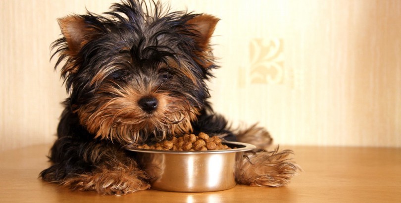 Always give your dog the right foods to keep them healthy.